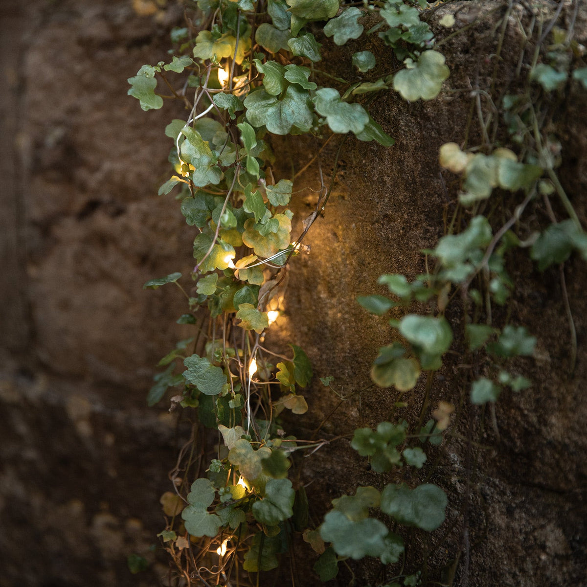 Lark | 50 LED Warm White Battery Fairy Lights With Timer Indoor Outdoor