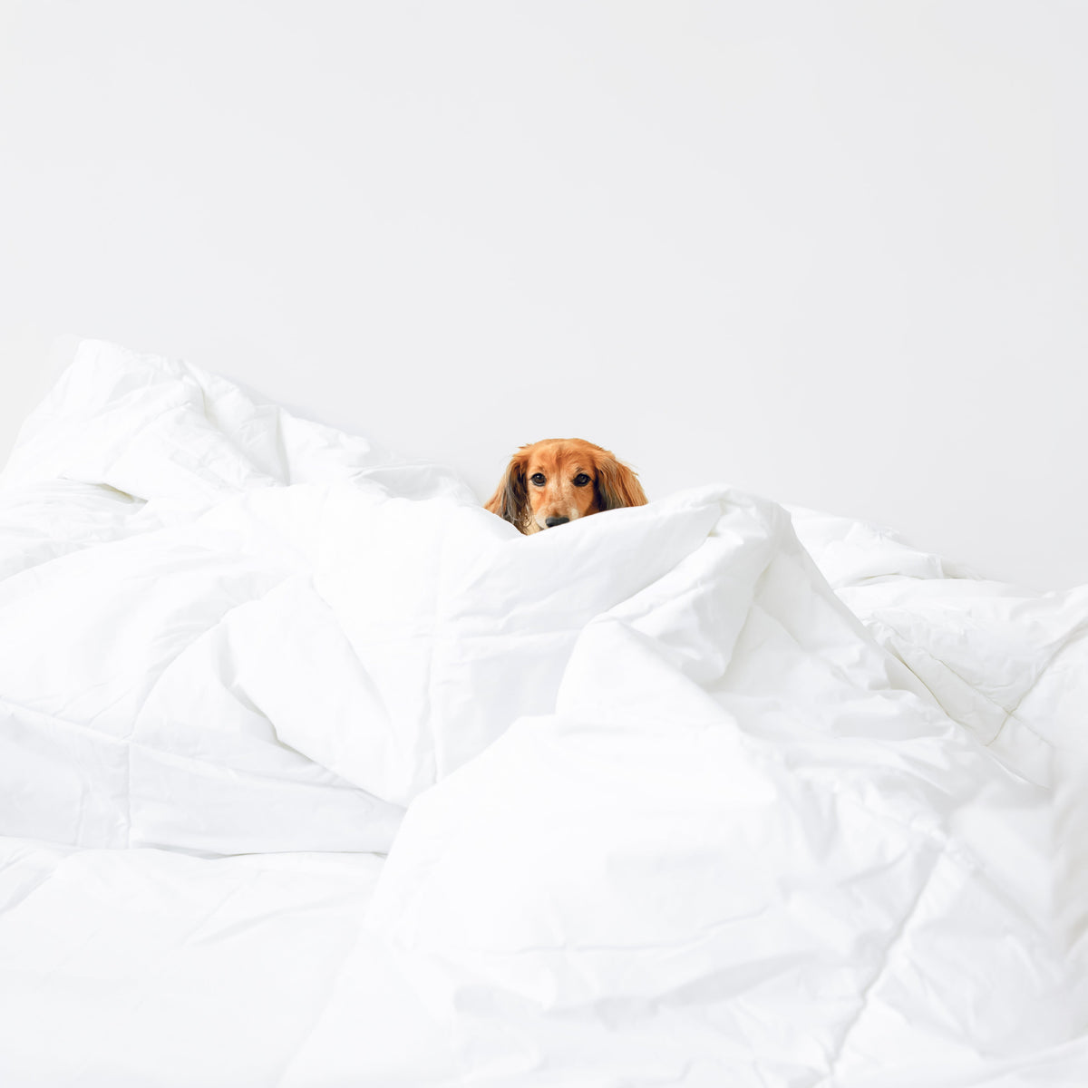 100% Cotton Comforter Duvet Insert